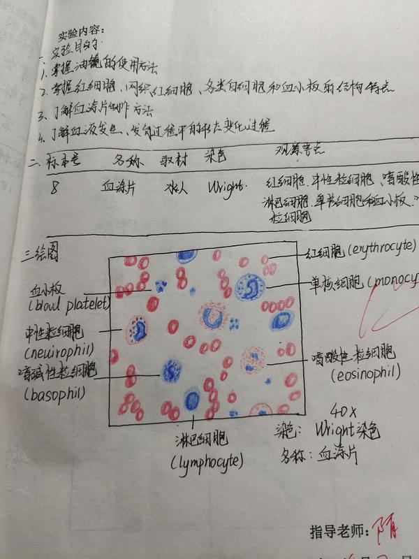 19 孩子还有几天就要组胚实验考试了,是认切片,不知道该怎么办,感觉都