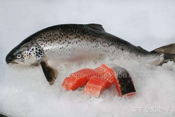 三文鱼/鲑鱼(salmon)