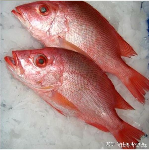 red fish 红鱼