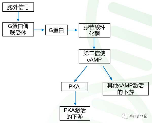 第一个发现的细胞内第二信号——camp信号通路(上)