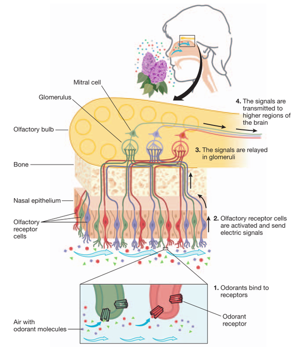嗅觉感受细胞 (olfactory receptor cells) 的特征是, 每个细胞表达一