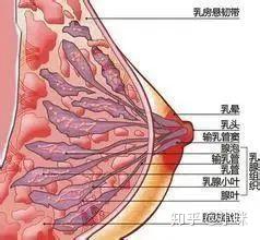 这6个催奶误区和4个实用方法越早知道越好