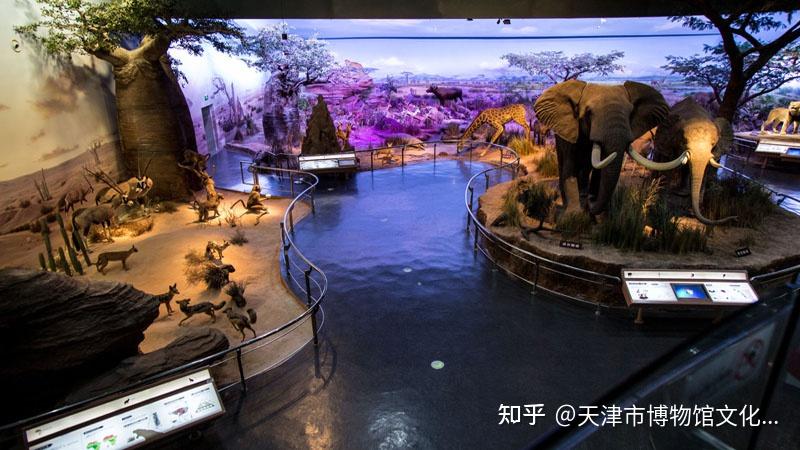 天津自然博物馆里你最喜欢的展品是哪一件丨博览天津20210526