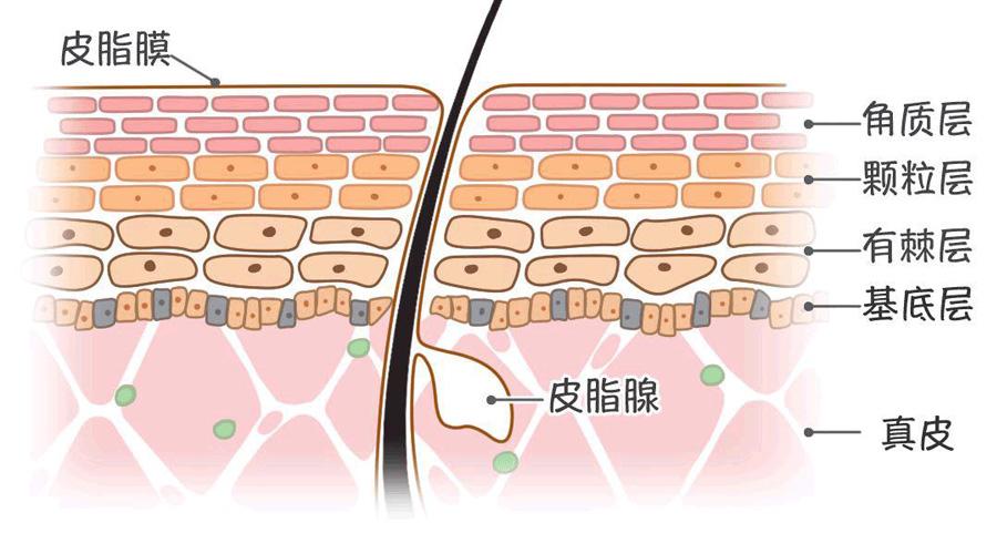 守护好皮肤屏障是健康肌肤第一步