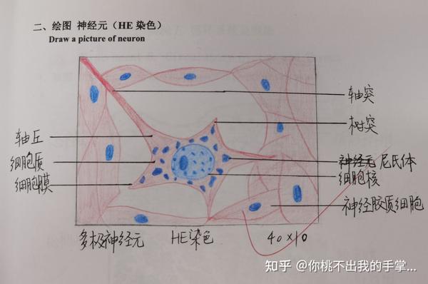 组胚实验红蓝铅笔绘图合辑