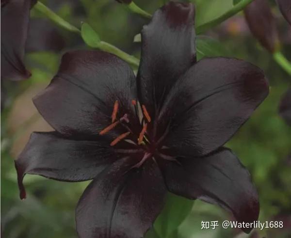 花香清淡幽雅,但真正的黑色曼陀罗那是一种闻多了会让你产生轻微幻觉