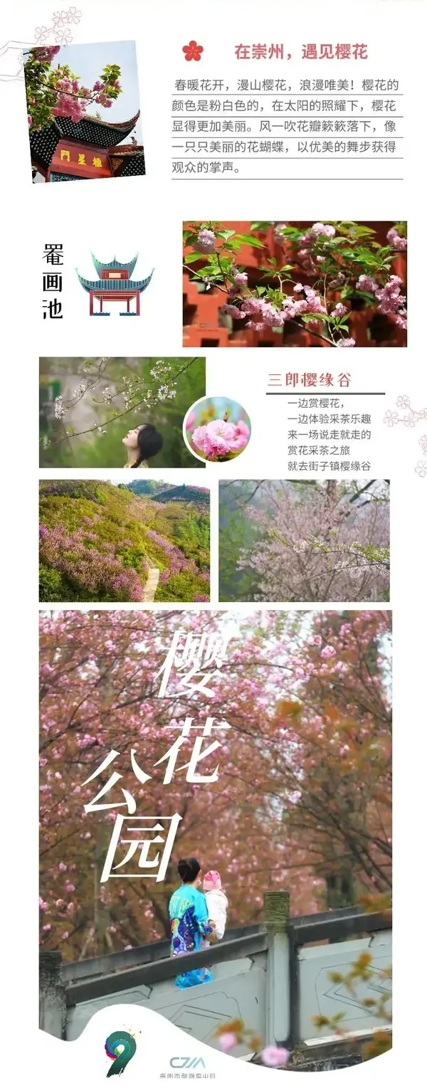 崇州几个经典的赏樱地 街子樱花公园,三郎樱缘谷,罨画池 都已经开
