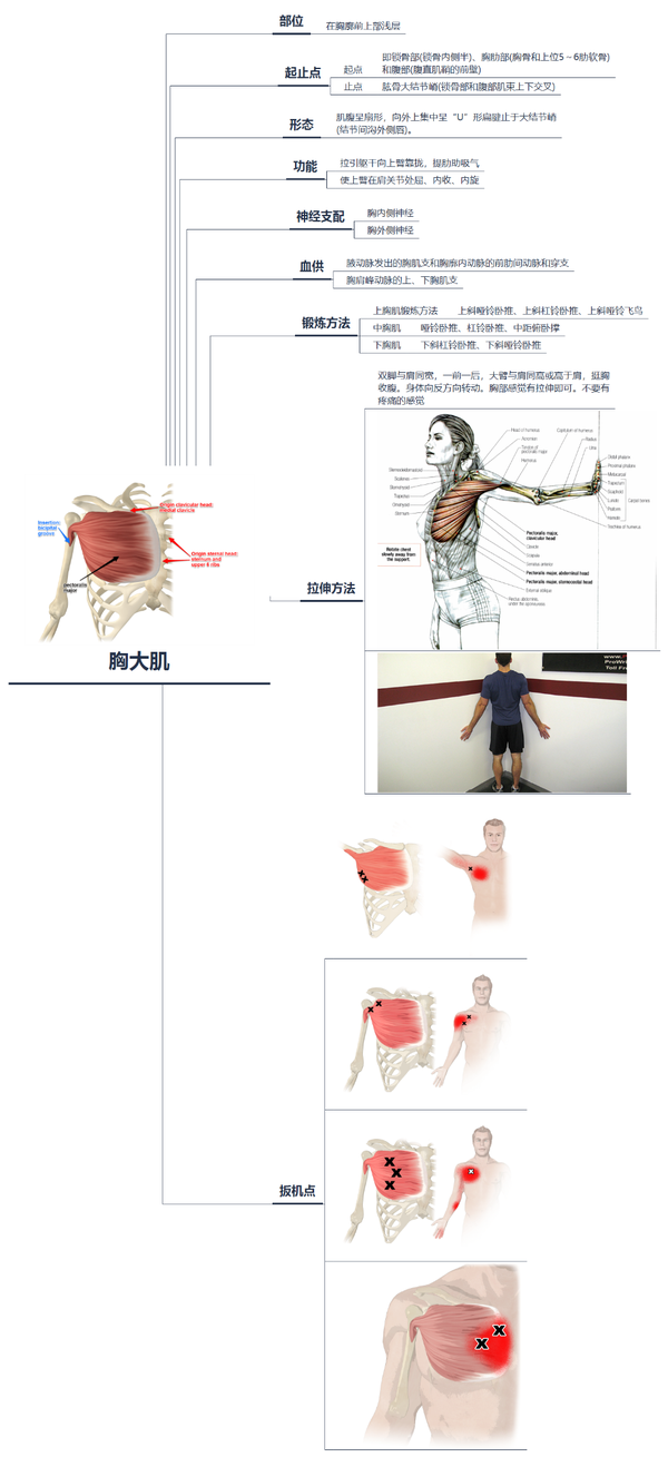 教你学会胸大肌解剖:起止点,功能,神经,血液供应锻炼拉伸方法和扳机