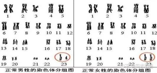 男女双方染色体正常,为什么胎儿染色体异常|彩虹奶爸