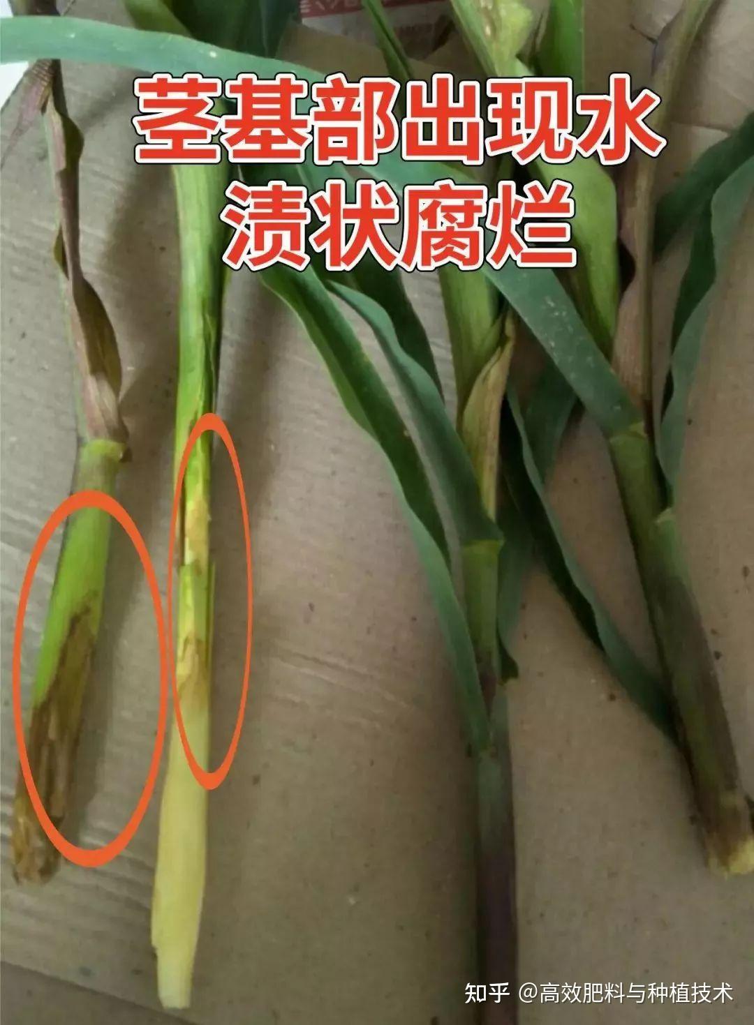 7月份持续高温降雨玉米茎基腐病或大爆发小心绝产怎么办