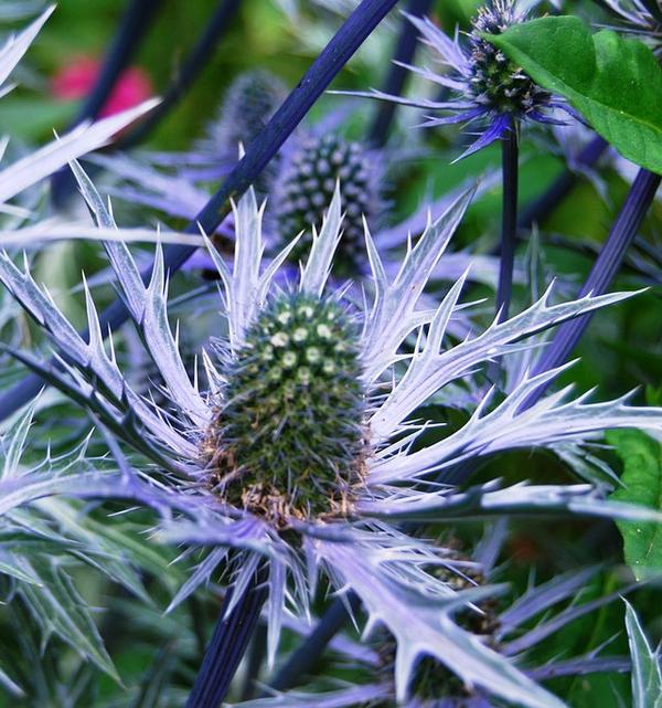 刺芹,一种独特的"冷调",散发不凡的高雅气质,价格不菲