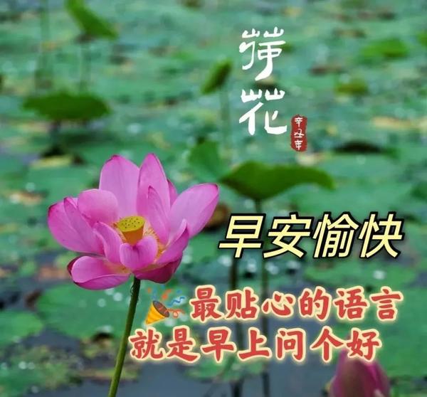 早上特漂亮早上好鲜花图片带字祝福语最美夏日早安问候祝福图片