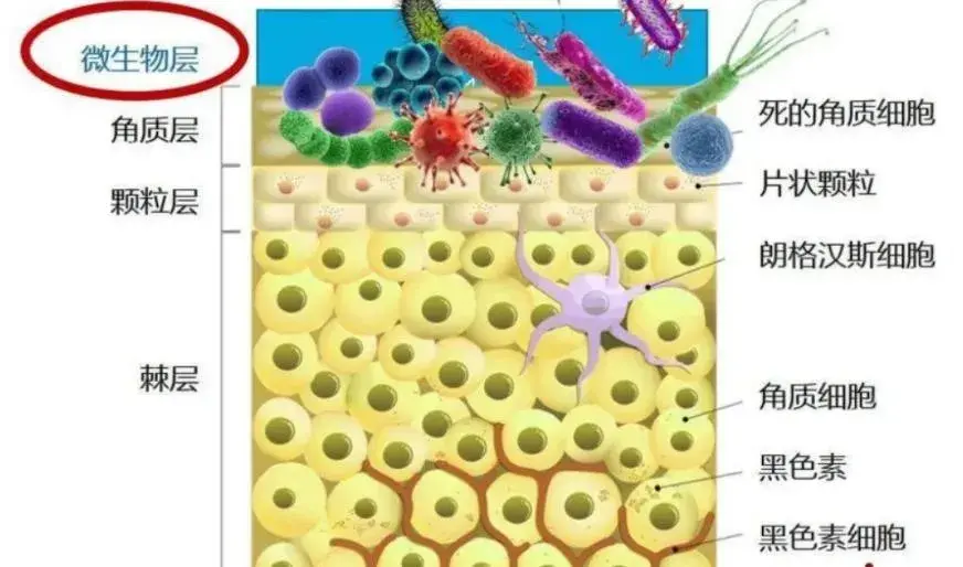 螨虫就生活在皮肤表面的这个微生物层中