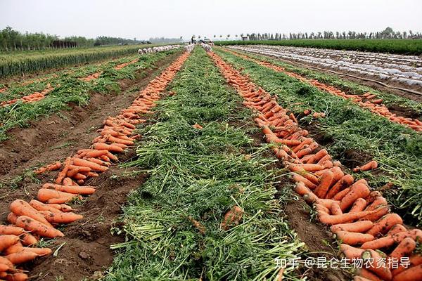 胡萝卜烂根病用什么好胡萝卜根腐病怎么治见效胡萝卜枯萎黄萎病防治