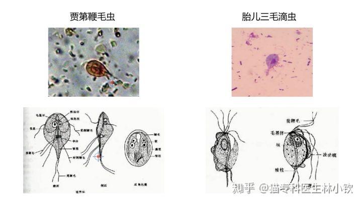 猫寄生虫系列 | 胎儿三毛滴虫感染2.