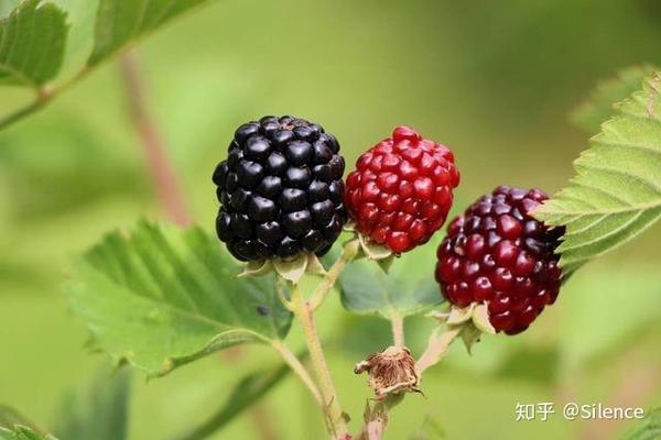的天然自由基清除剂,延缓人体细胞组织衰老,保持年轻状态,延年益寿