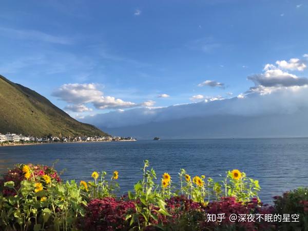 海边有自己生长的向日葵