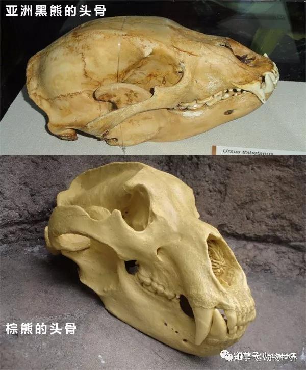 亚洲黑熊的头骨略呈长圆形,与棕熊相比,前短后长.