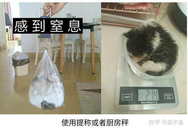 刚刚出生没多久的小奶猫怎么样?如何人工抚育孤儿小奶