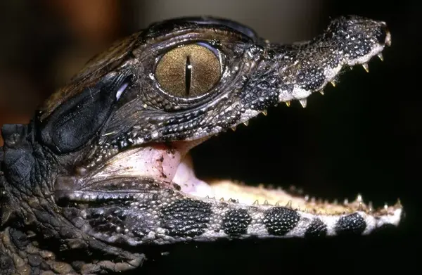 鳄鱼的眼睛在发光