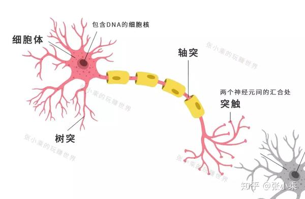 一个神经元(彩色)正要"连接"另一个神经元(右下黑白色)