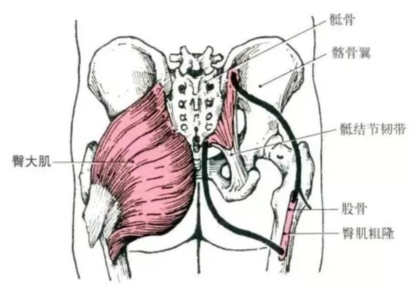 健身需要懂点解剖学(二):下肢肌肉解剖及功能讲解