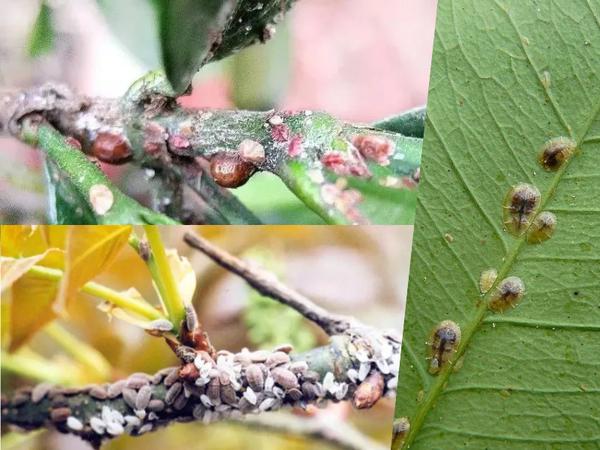 虫害篇丨想要盆栽远离病虫害就要学会防范和治疗