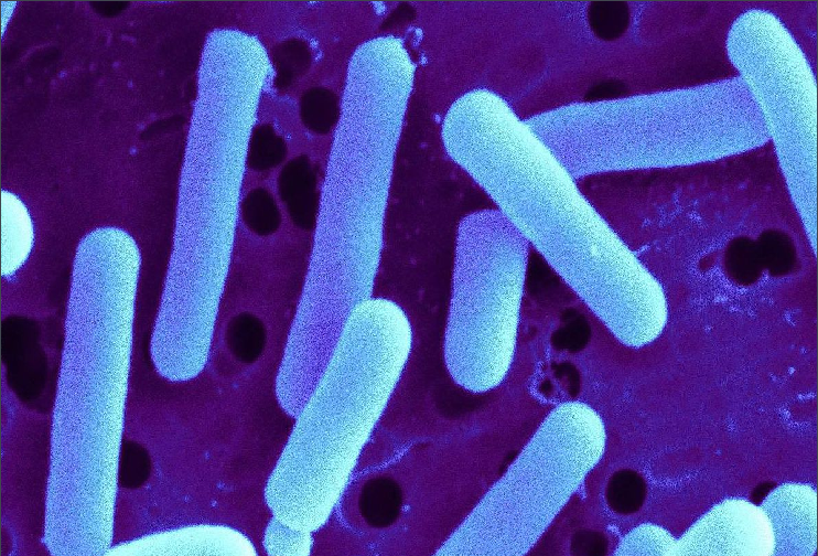 罗伊氏乳杆菌益生菌对人类都有哪些益处