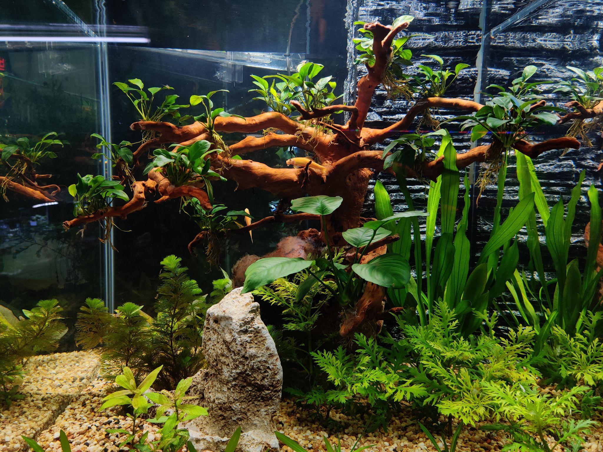 相关好物天然鱼缸底砂原生鱼缸造景溪流砂大矶沙鼠鱼七彩雷龙埃淘宝