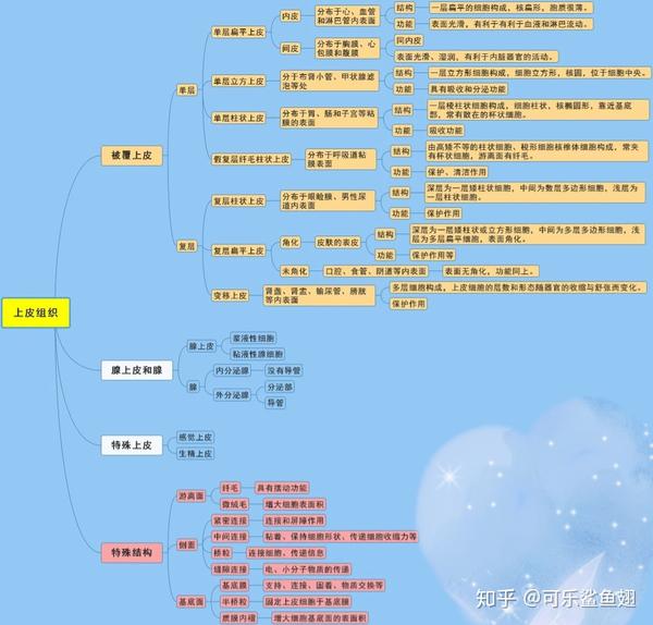 组织学与胚胎学期末复习重点上皮组织篇