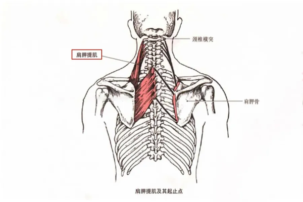 肌肉科普探讨身体肌肉肩胛提肌