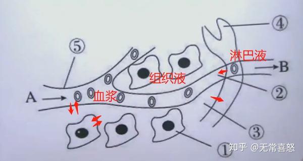 细胞外液:包括血浆(体重的5%),组织液(体重的15%),少量的淋巴液和