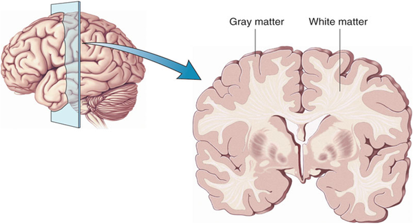 大脑的灰质(gray matter)和白质(white matter)
