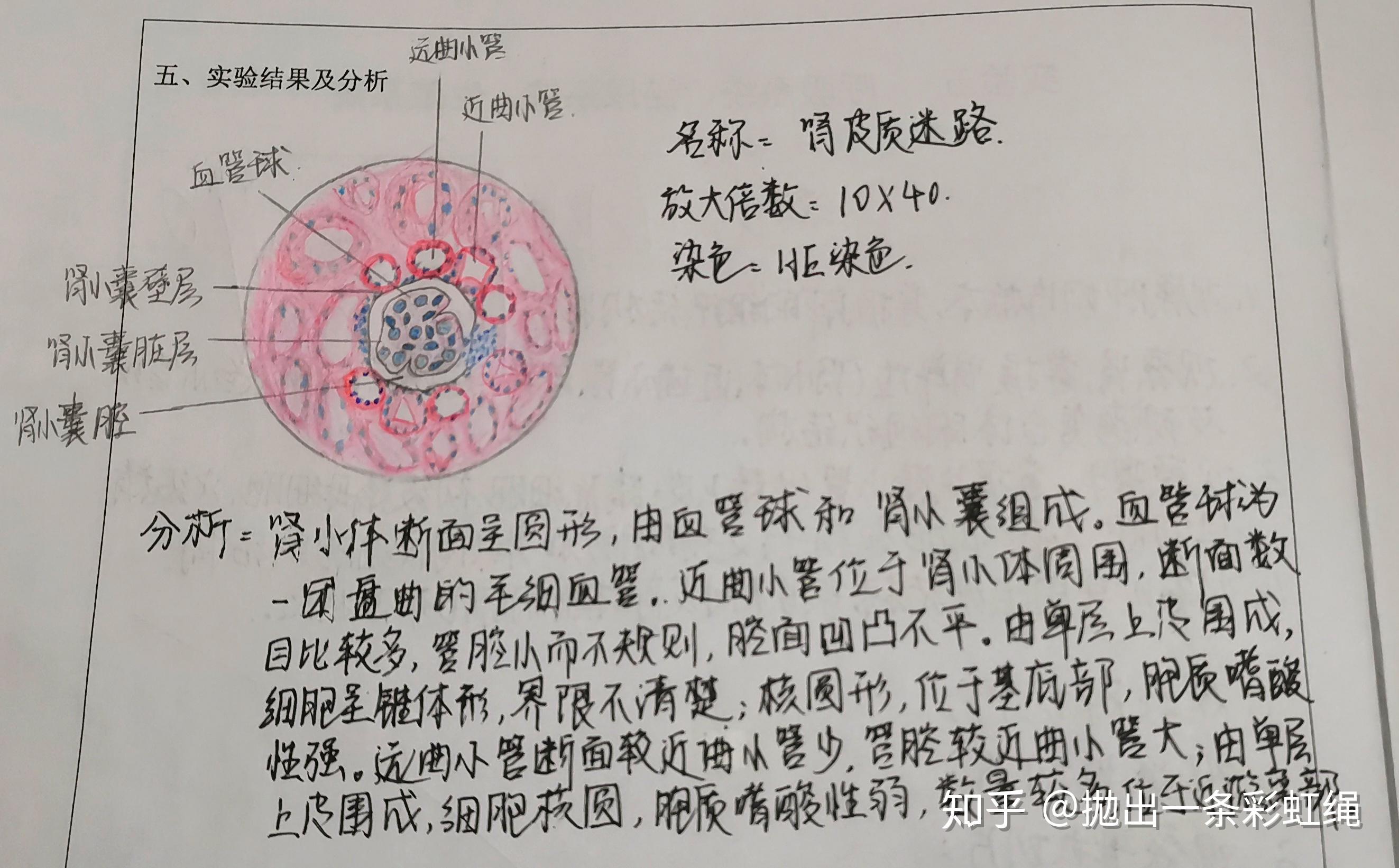 组织学与胚胎学实验红蓝铅笔图