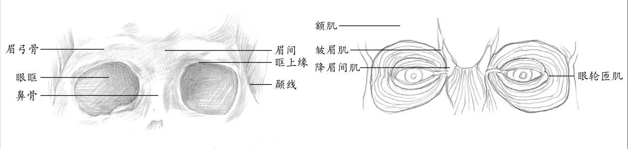 4 加强眉弓与内眼角的明暗对比,包括双眼皮细小的明暗过渡,把整个画面