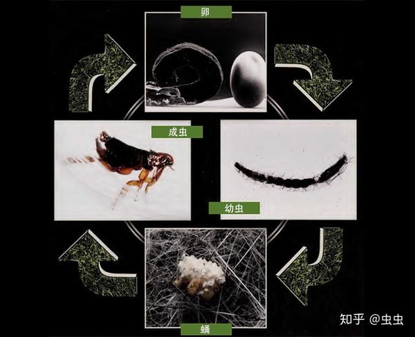 跳蚤的生活史及如何灭跳蚤