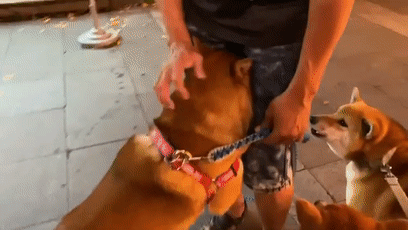 胆小柴犬看到另一堆柴犬后超害怕,然后就这样钻在它主