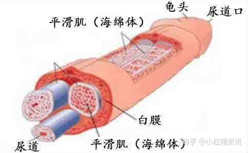 丁丁怎么样能够增大增粗增长