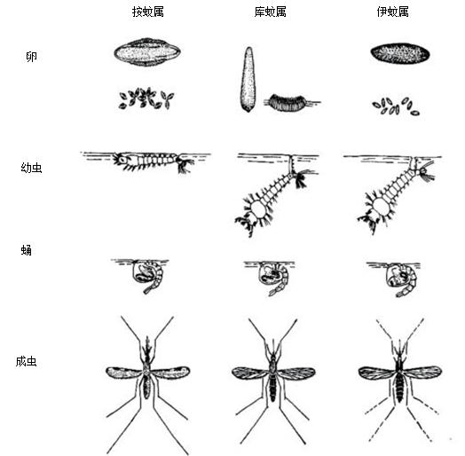 常见的三类蚊虫(按蚊,伊蚊,库蚊)生活史的区别如下 蚊虫幼虫虽然都