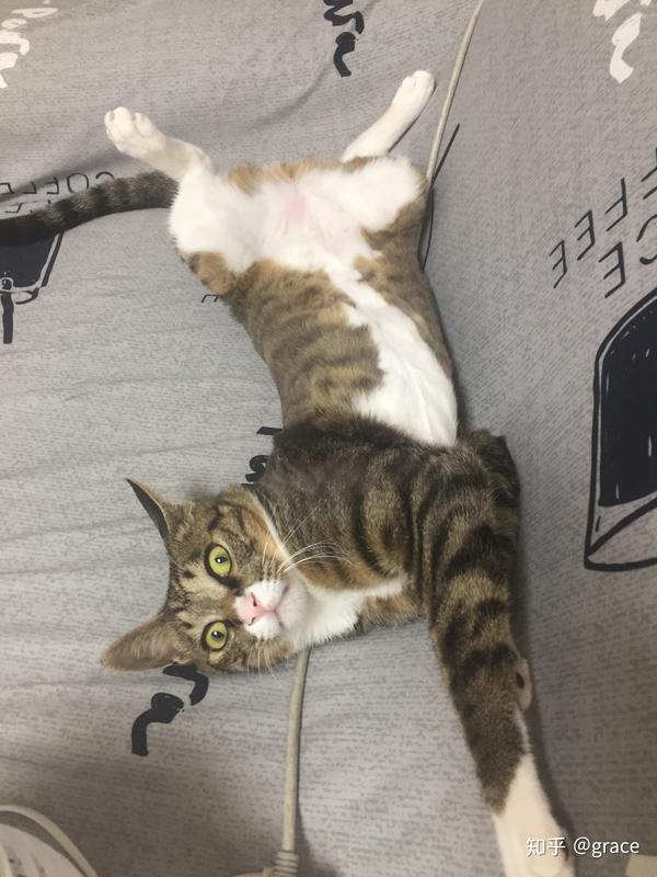 野猫幼崽家养后还有野性吗?