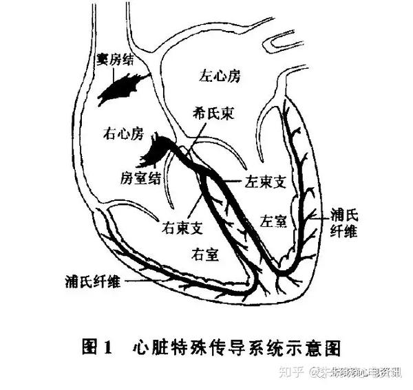 正常时,心脏电功能来源于以窦房结为主的起搏细胞,电活动的传导功能