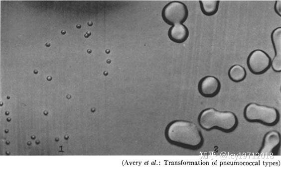 肺炎双球菌的r型(左)和s型(右).引自jem,1944