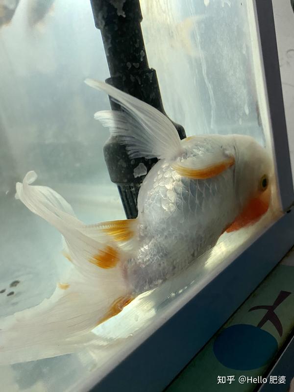 路过的大神帮忙看下,我家小金鱼为什这样睡觉,我是不是要给它们买个