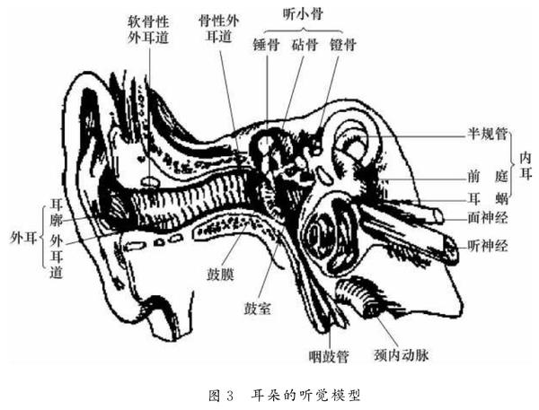 有鼓室咽鼓管鼓窦及乳突4部分鼓室又称中耳腔,容积约为2ml中耳腔内有