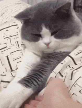 但需要注意的是 如果猫咪对你做这几件事 说明它已经不把你当主人了