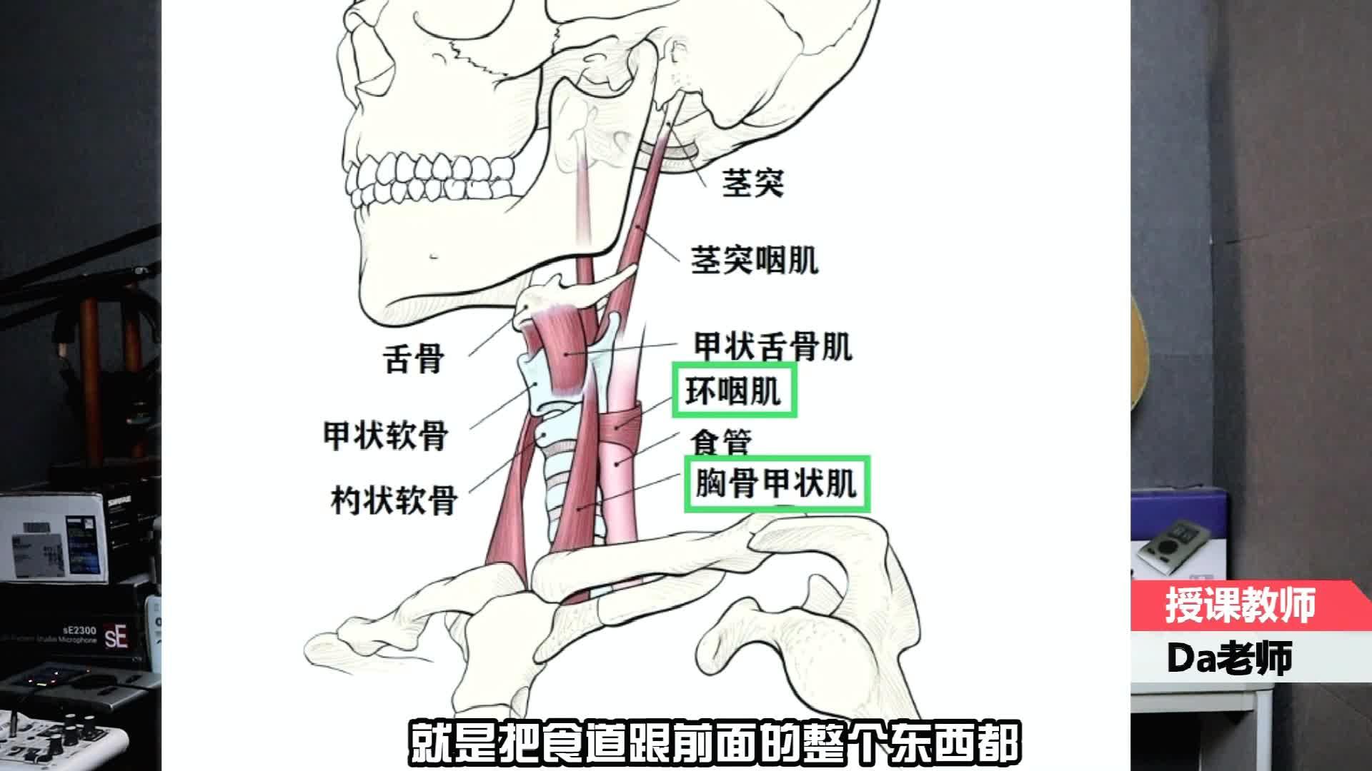 【da老师唱歌教程】详细讲解:喉部肌肉理论基础与喉位的训练