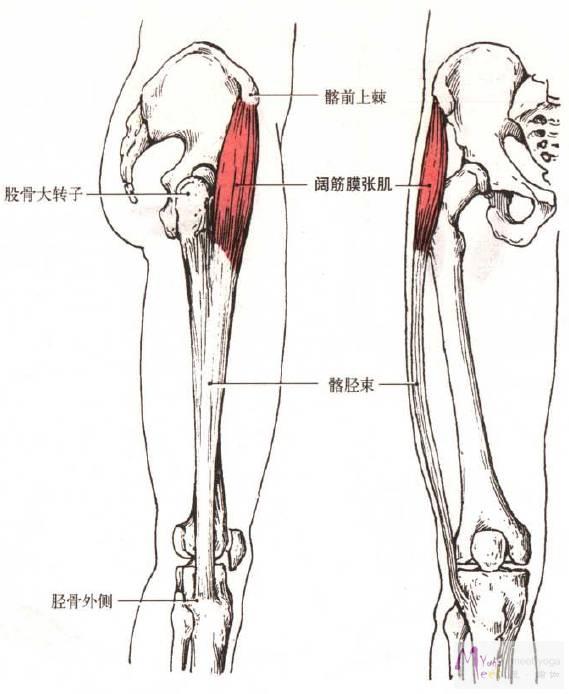 事实上,在查阅了骨科和康复学各种资料后,甚至没有找到 "股骨大转子
