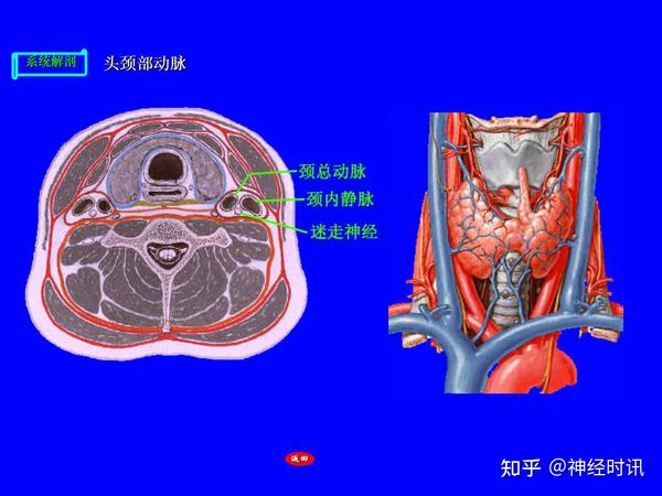 【高清】肺循环的血管,头,颈,上肢的动脉解剖图