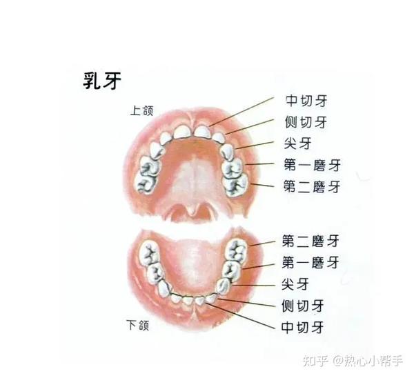 不良的口腔习惯对牙齿错颌影响有多大?