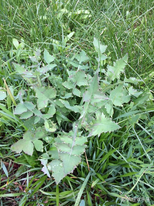 大庆野地植物39苦苣菜